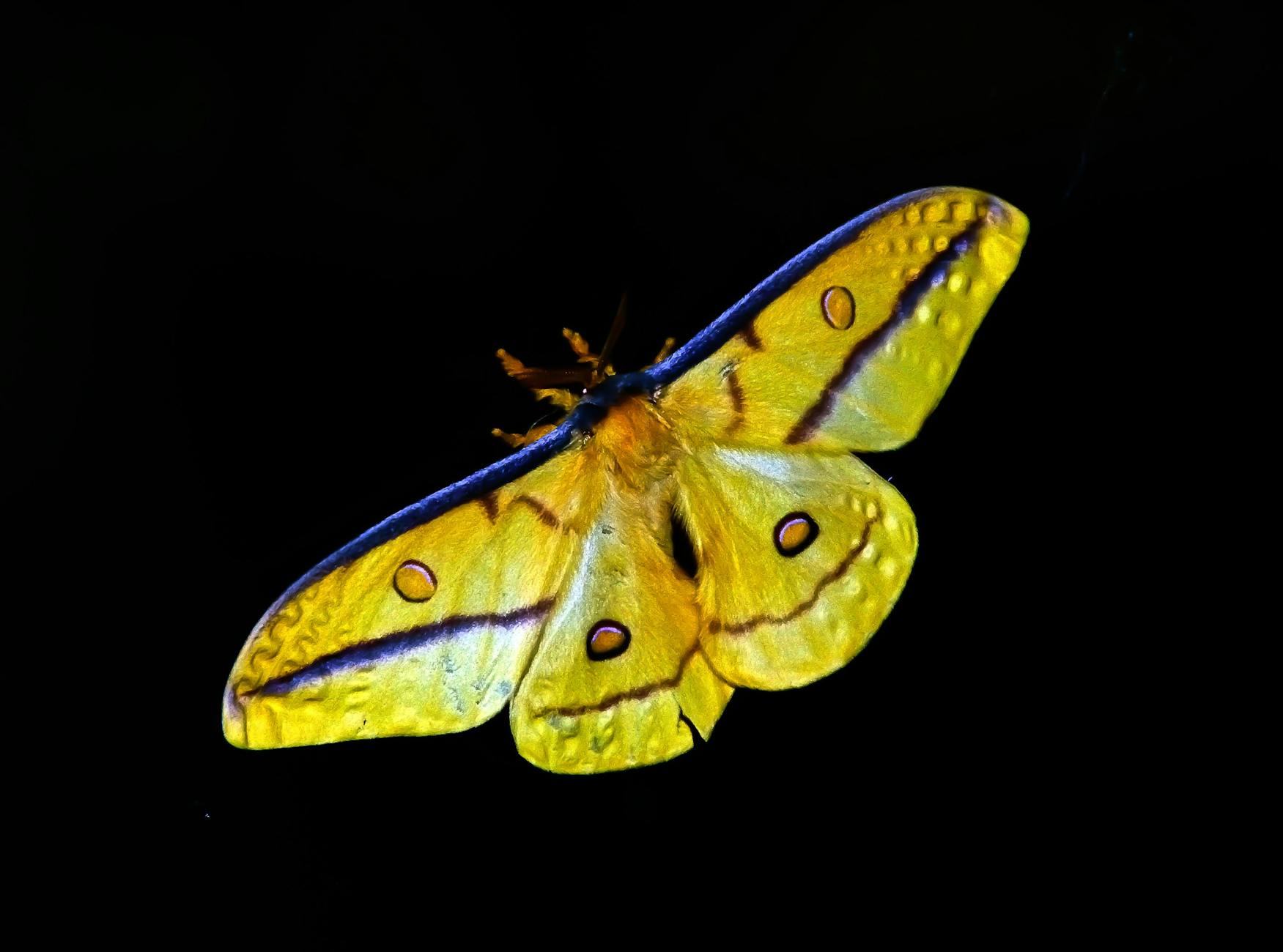 The Yellow Butterfly Spiritual Meaning 